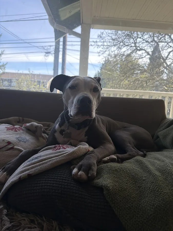 Veterinary Emergency Group