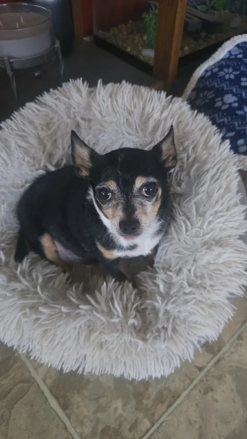 Veterinary Emergency Group