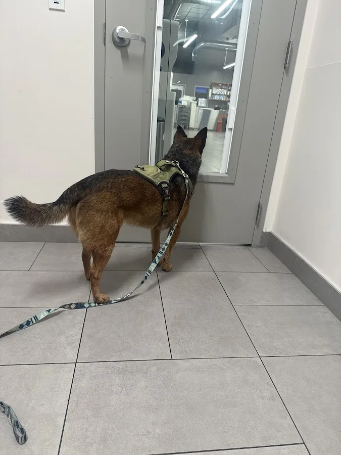 Veterinary Emergency Group