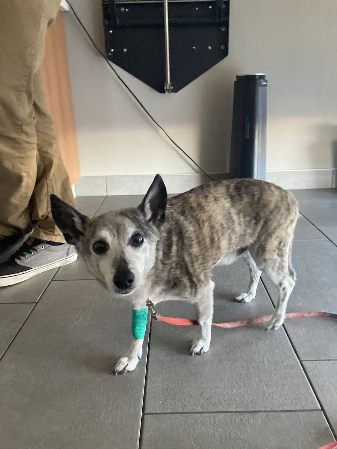 Veterinary Emergency Group