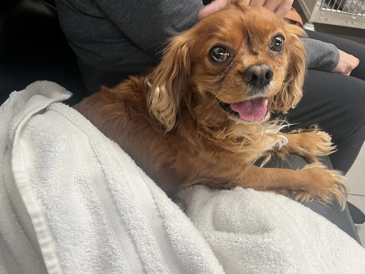 Veterinary Emergency Group