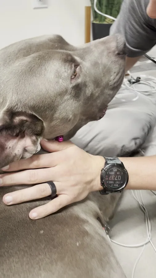 Veterinary Emergency Group