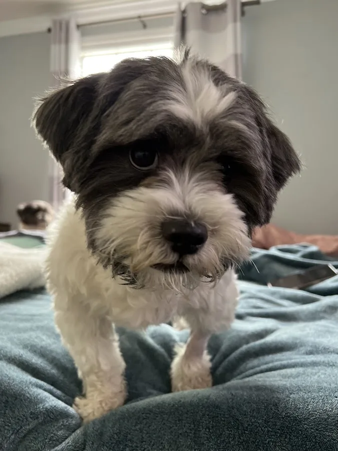 Veterinary Emergency Hospital of Midlothian