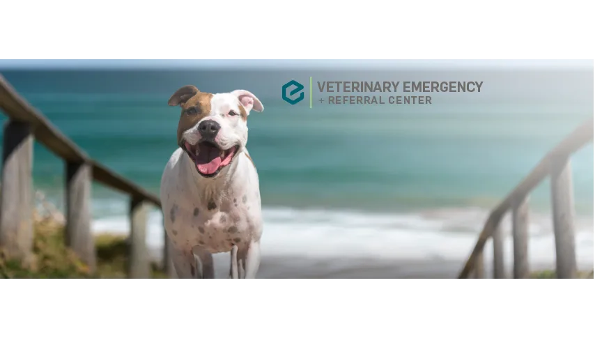 Veterinary Emergency + Referral Center of Hawaii