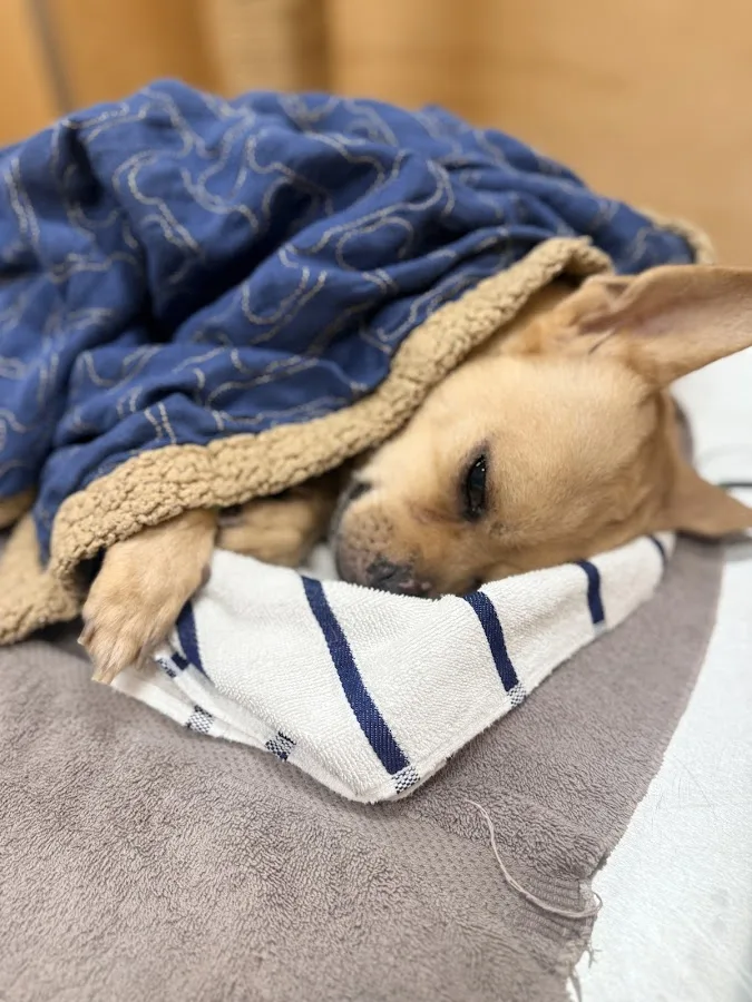 Veterinary Emergency + Referral Center of Hawaii