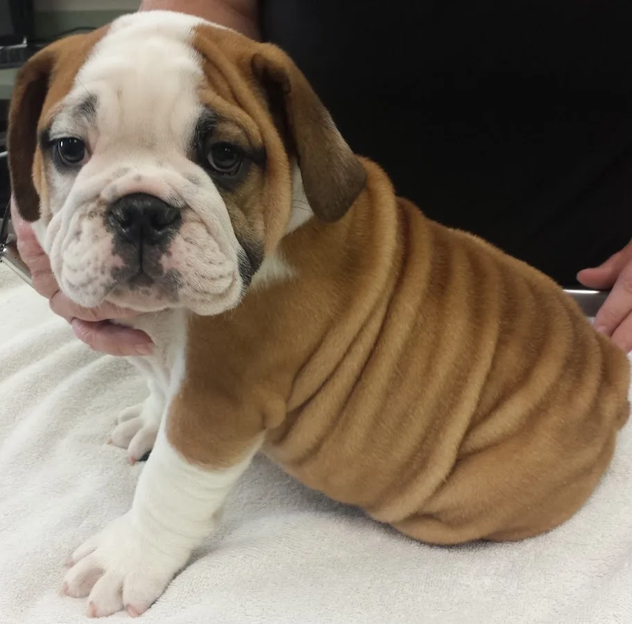 Veterinary Emergency Service West