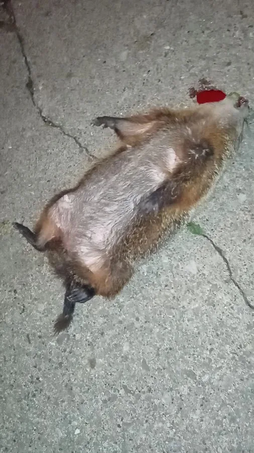 Veterinary Emergency Service West