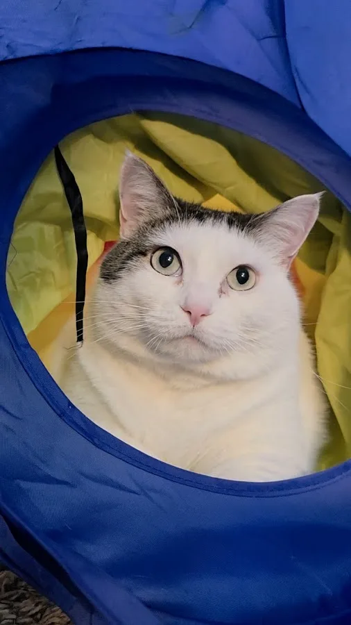 Veterinary Emergency Services