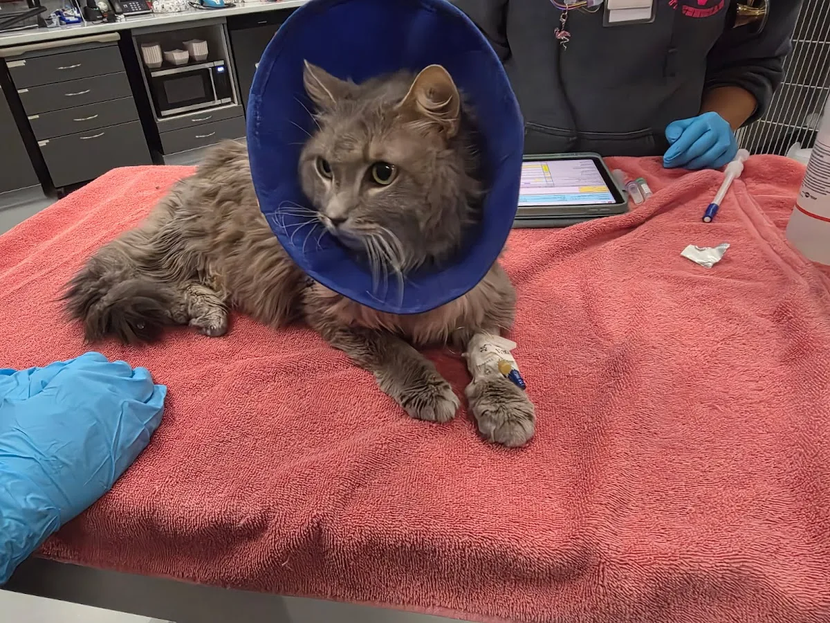 Veterinary Emergency & Specialty Hospital of Wichita