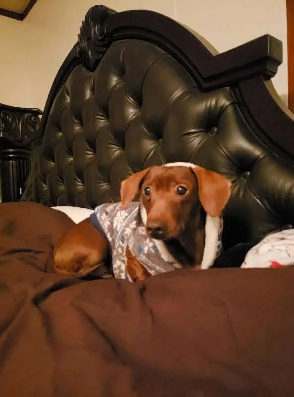 Veterinary Emergency & Specialty Hospital of Wichita