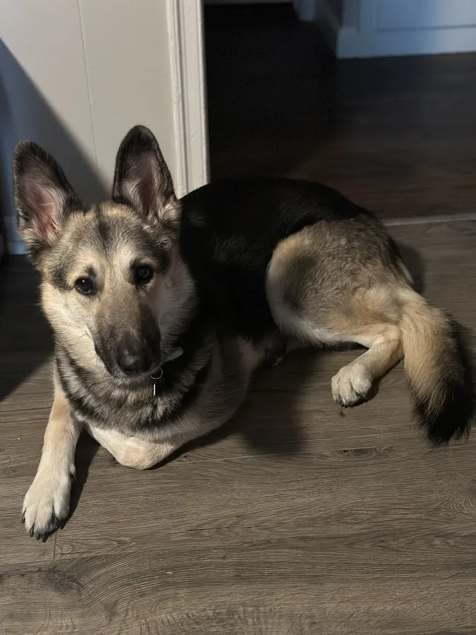 Veterinary Emergency & Specialty Hospital of Wichita