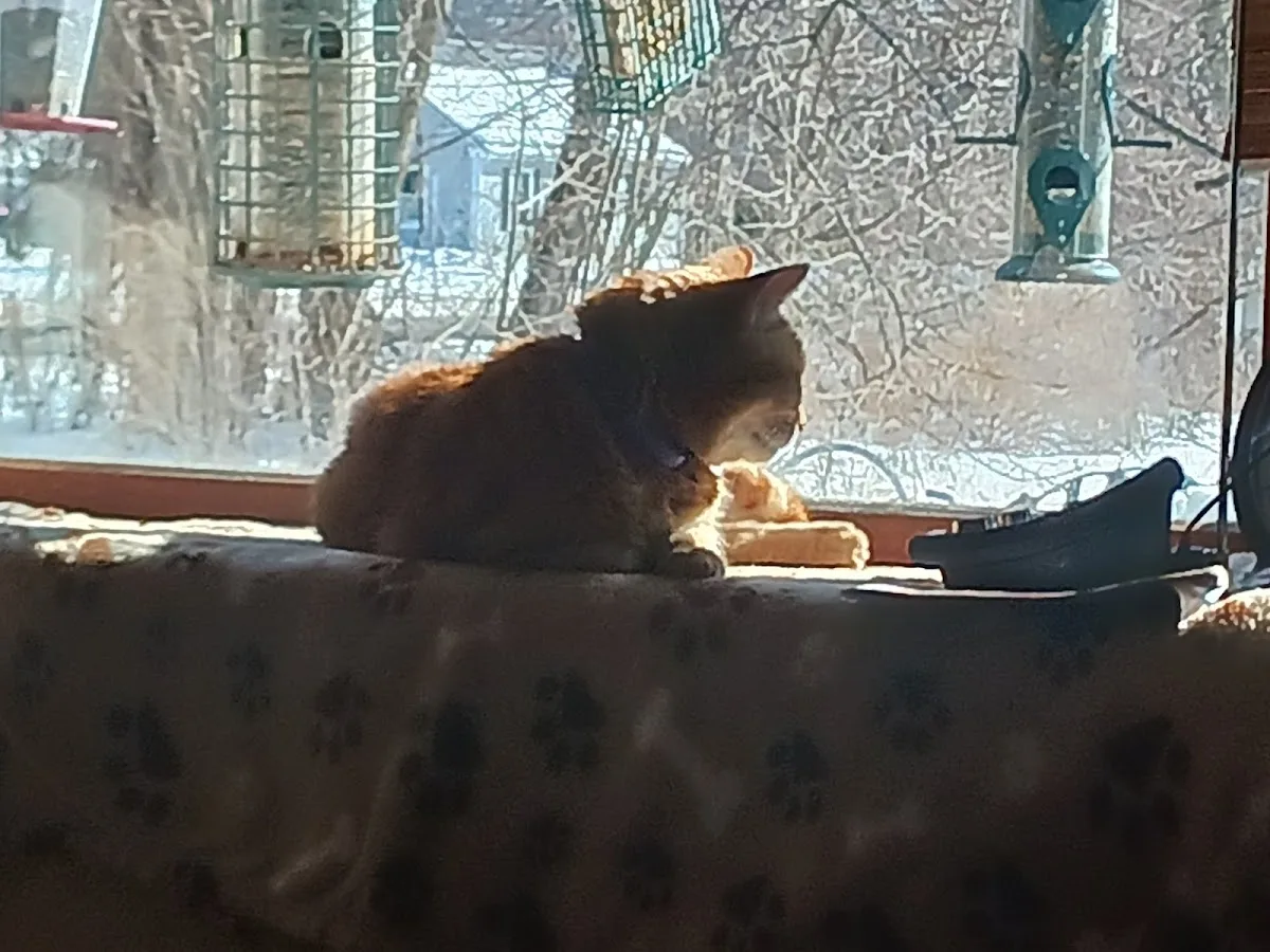 Veterinary Emergency & Specialty Hospital - South Deerfield