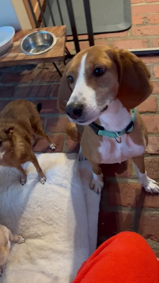 Veterinary Emergency & Specialty Hospital - South Deerfield