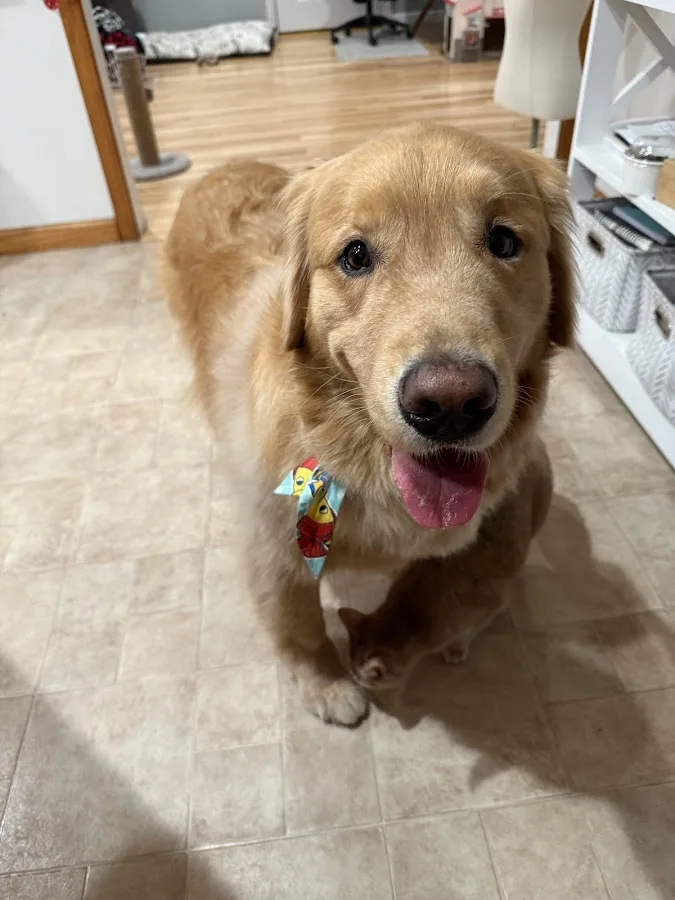 Veterinary Emergency & Specialty Hospital (VESH)