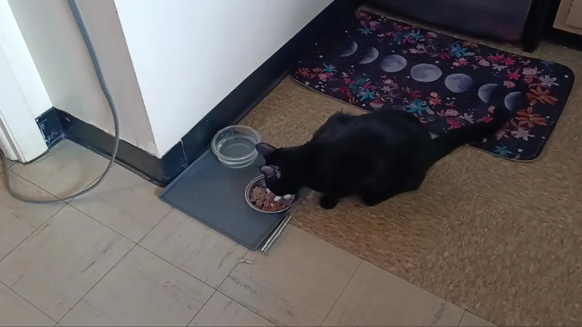 Veterinary Emergency & Specialty Hospital (VESH)