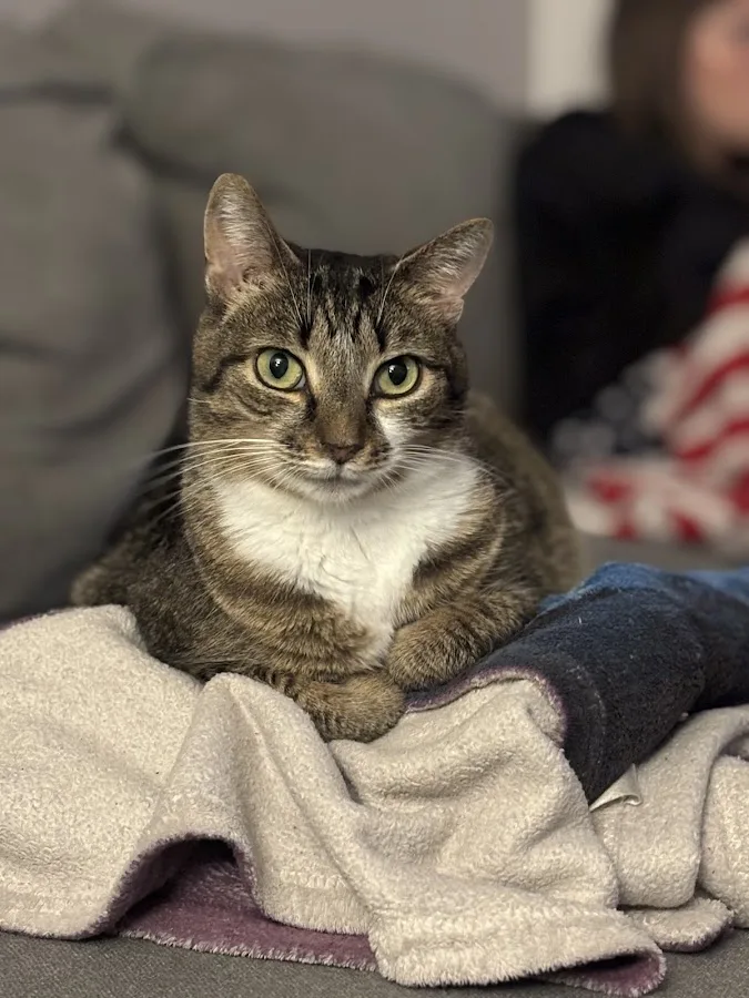 Veterinary Emergency & Specialty of Tidewater