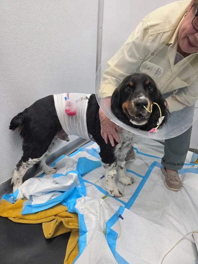 Veterinary Emergency & Specialty of Tidewater