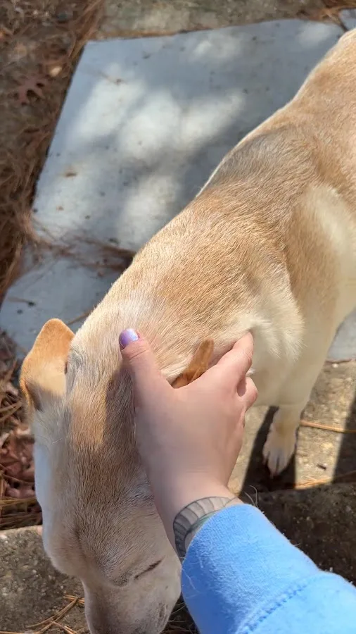 Veterinary Emergency & Specialty of Tidewater