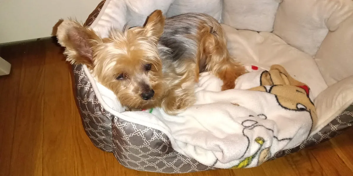 Veterinary Medical Center: Carmichael Daniel T DVM