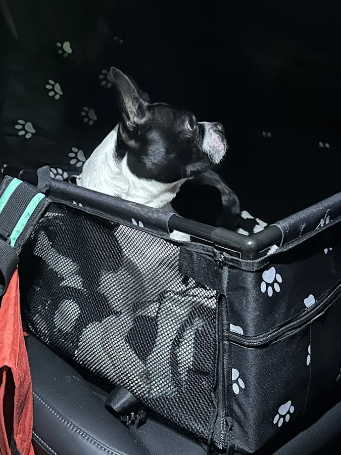 Veterinary Medical Center of CNY