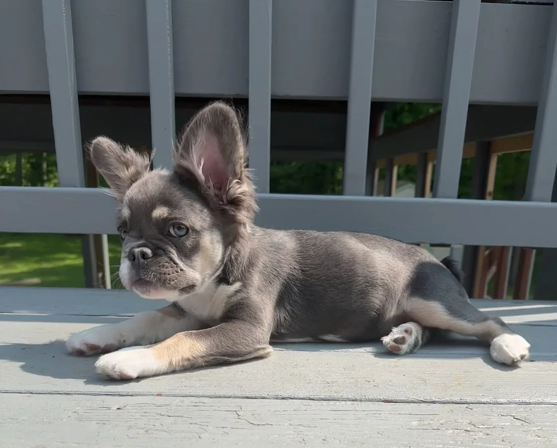 Veterinary Medical Center of CNY