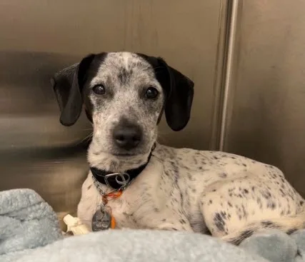 Veterinary Medical Center of Long Island primary photo