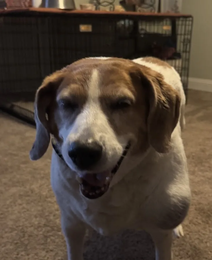 Veterinary Referral & Critical: Grant Carron E DVM