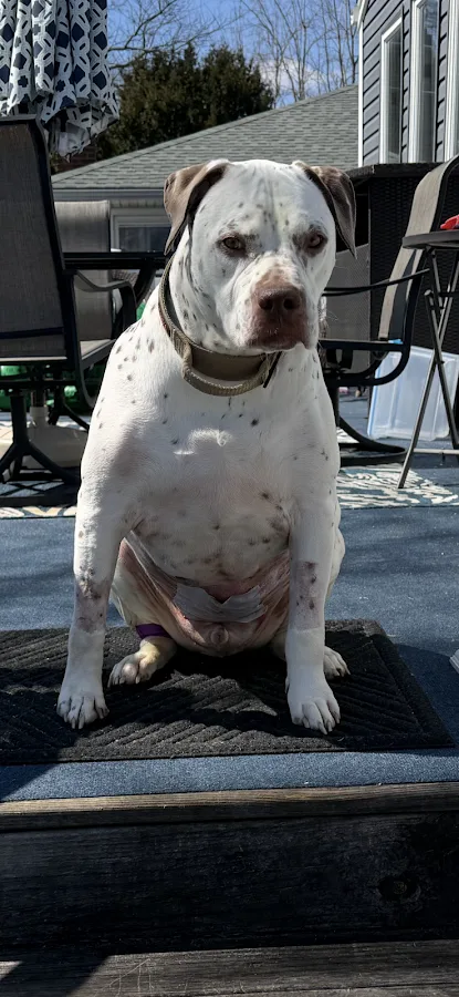 Veterinary Referral & Emergency Center of Westbury