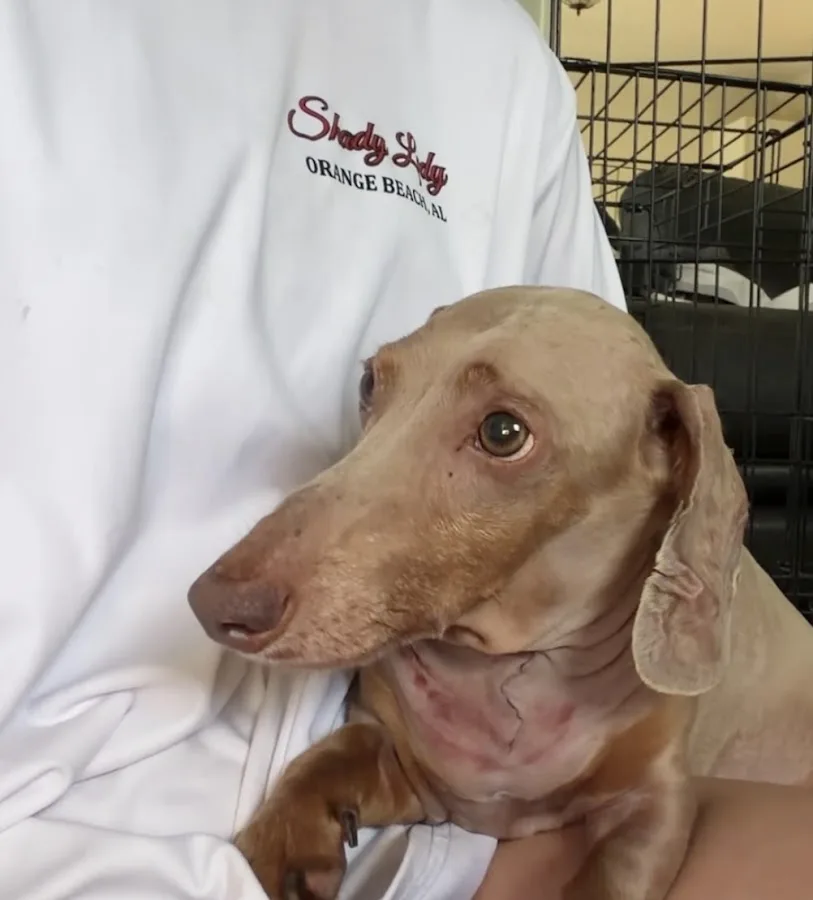 Veterinary Specialists of Birmingham