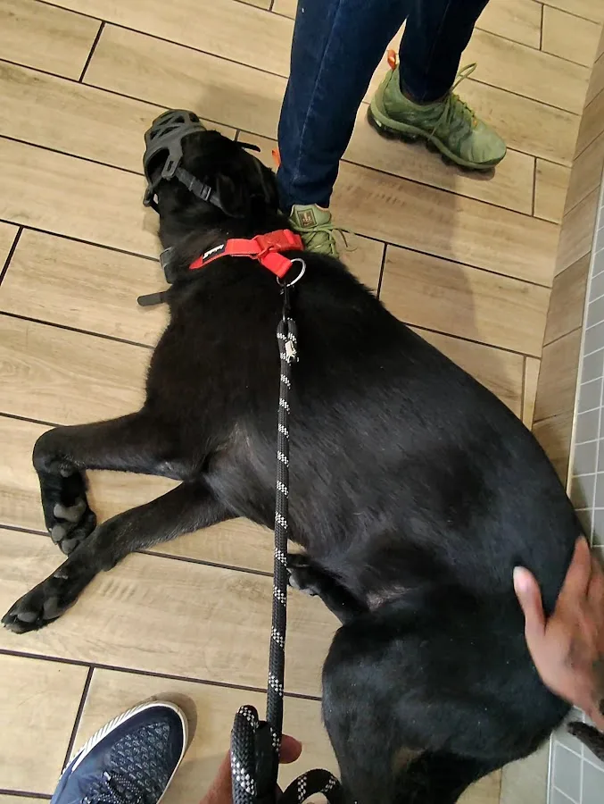 Veterinary Specialists of Birmingham