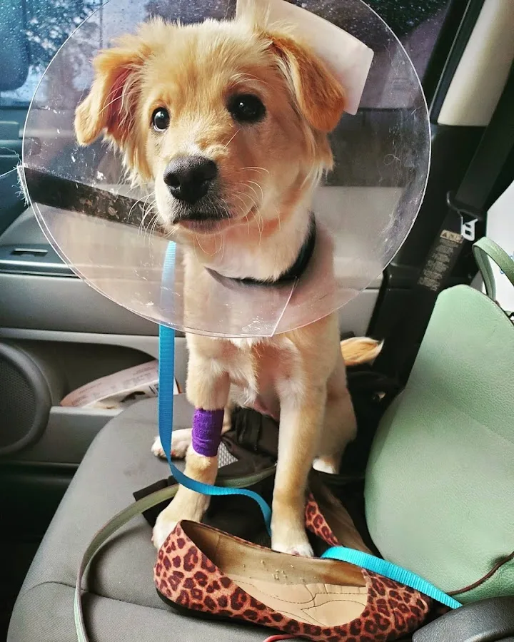 Veterinary Specialists of Greater Atlanta