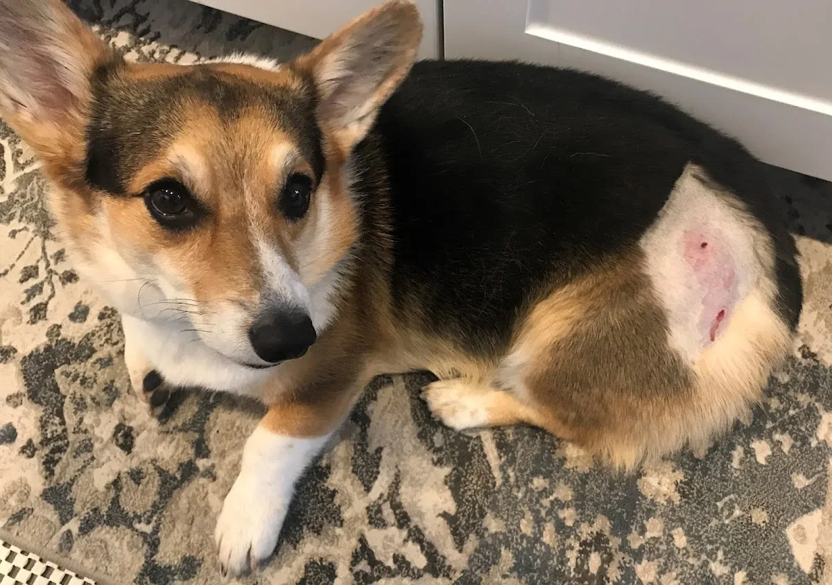 Veterinary Specialists of the Rockies