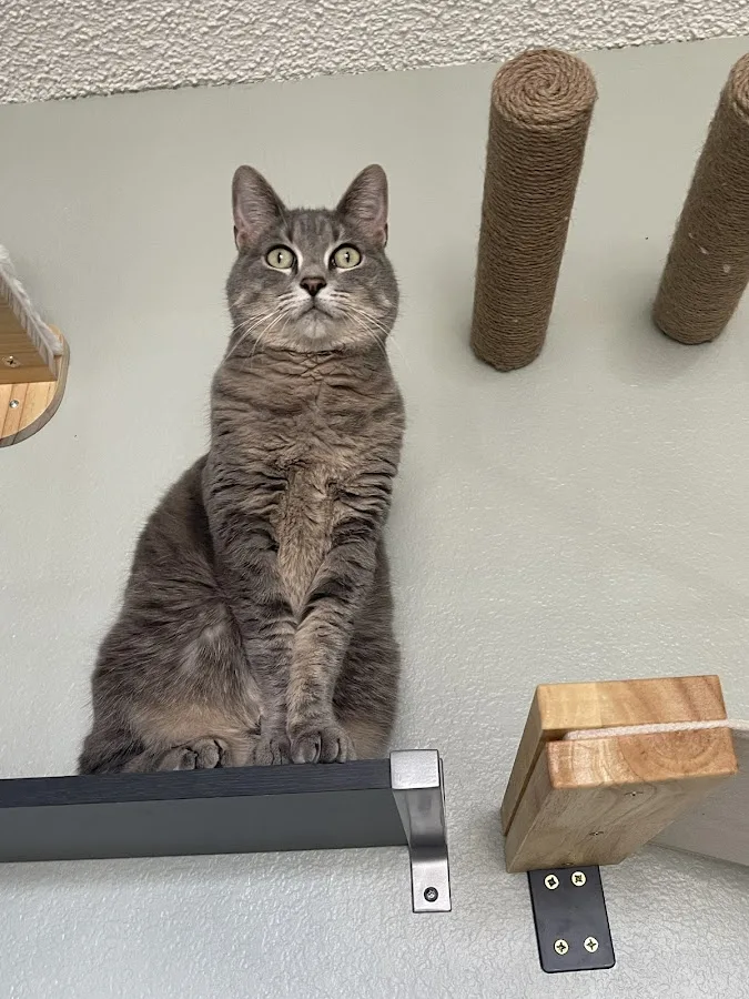 Veterinary Specialists of the Rockies