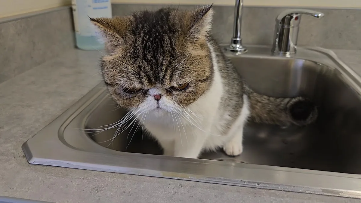 Veterinary Specialty Center