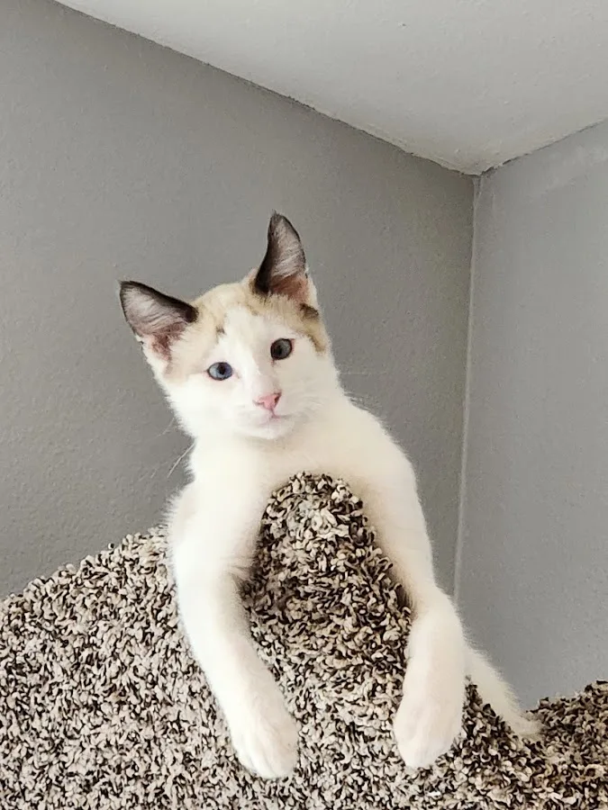 Veterinary Specialty Center of Seattle