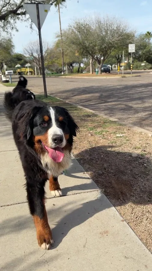 Veterinary Specialty Center Tucson