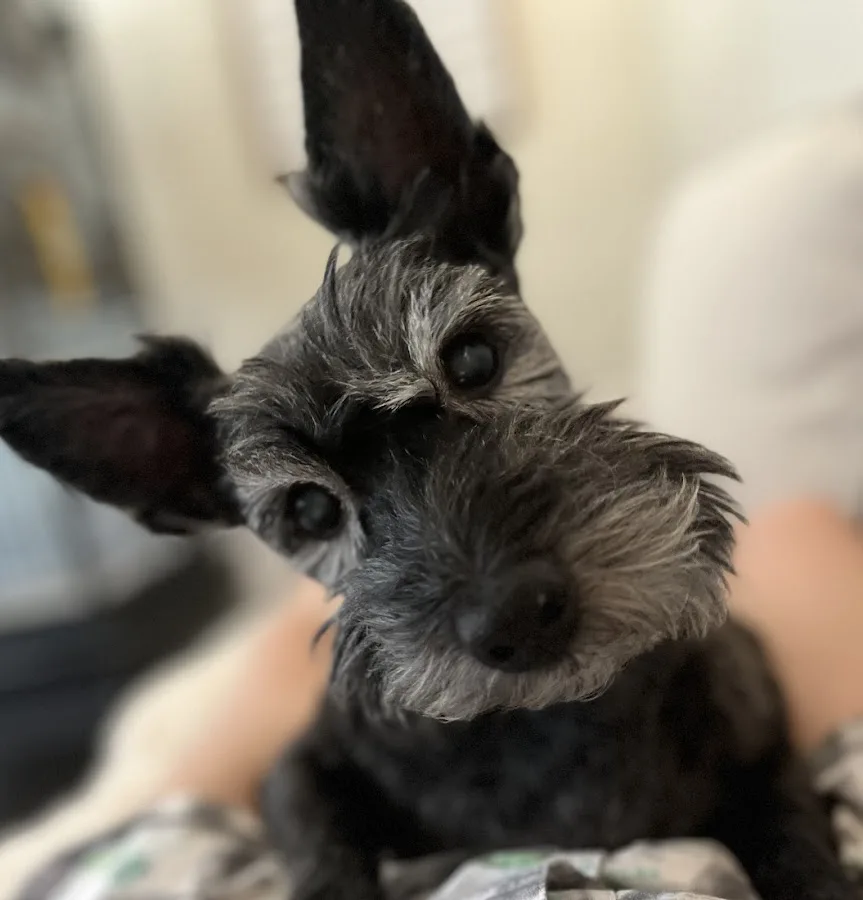 Veterinary Specialty Center Tucson primary photo