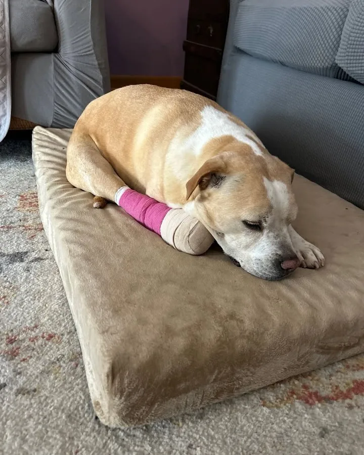 Veterinary Specialty & Emergency Care South - Open 24 Hours