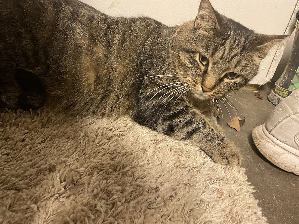 Veterinary Specialty & Emergency Care South - Open 24 Hours