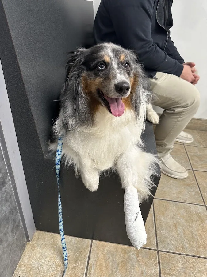 Veterinary Specialty & Emergency Care West - Open 24 Hours