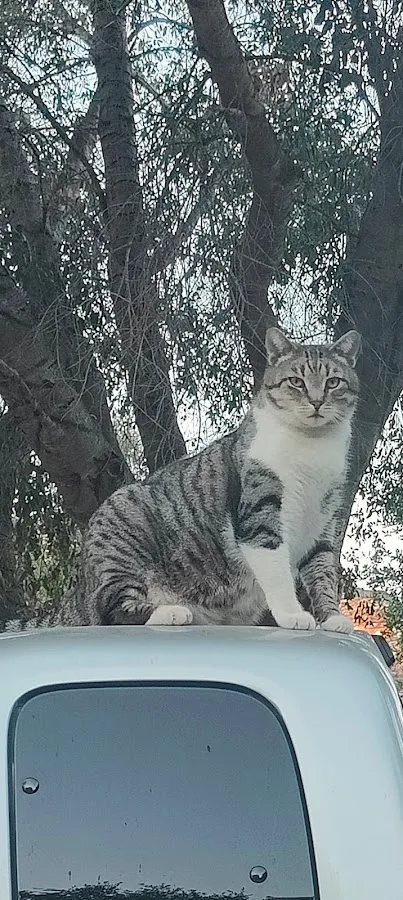 Veterinary Specialty Hospital - North County