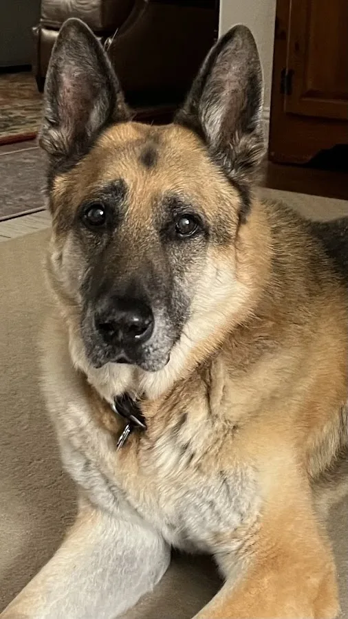 Veterinary Specialty Hospital Roseville