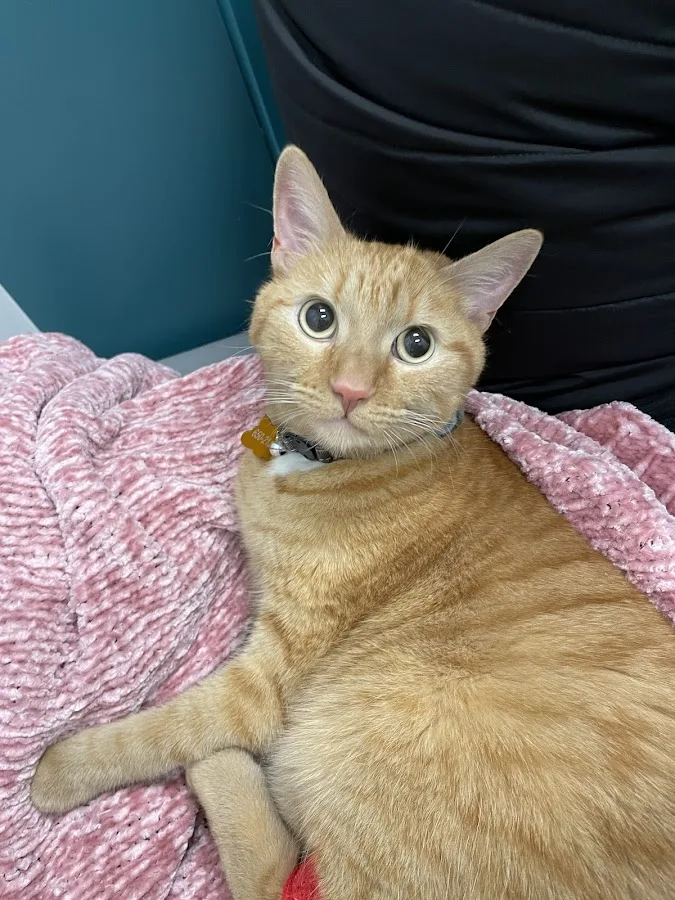 Veterinary Specialty Hospital Roseville