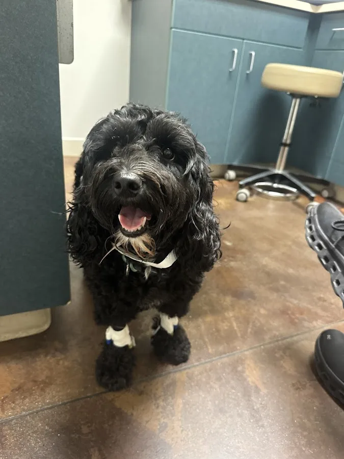 Veterinary Specialty Hospital - Sorrento Valley