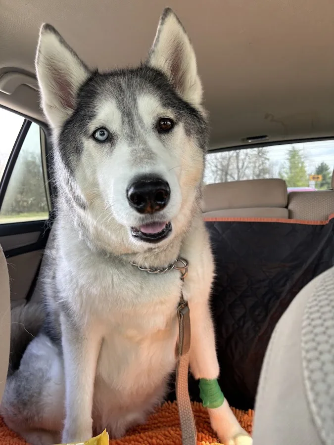 Veterinary Specialty Services