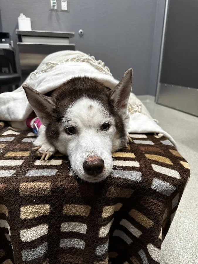 Virginia Veterinary Centers - Midlothian