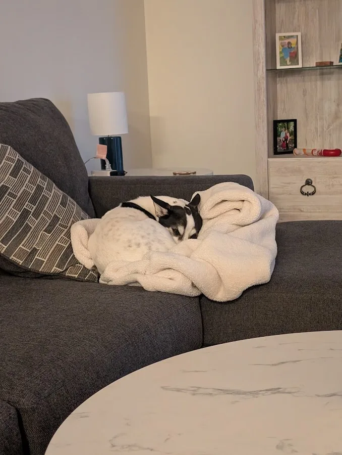 Virginia Veterinary Centers - Short Pump