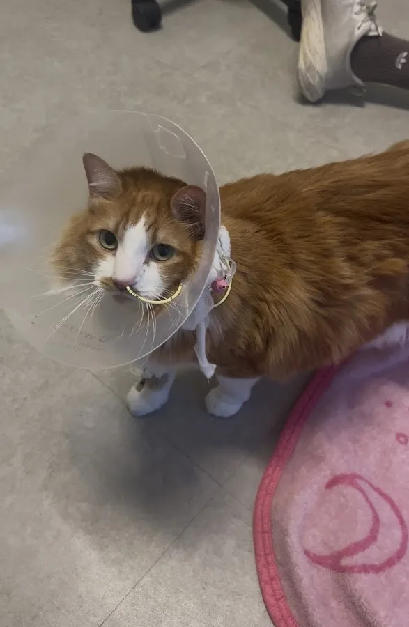 Vista Veterinary Specialists