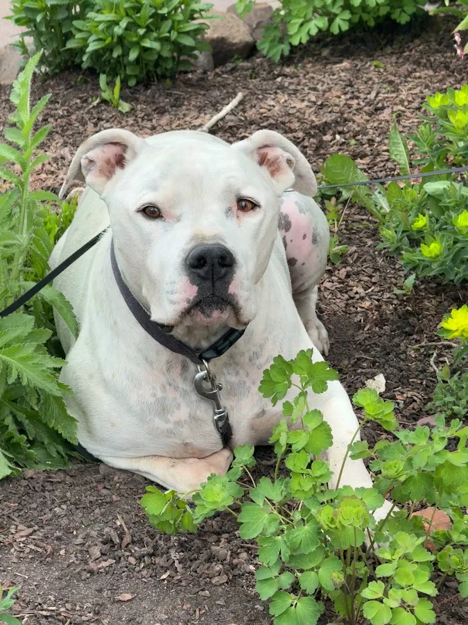 VRCC Veterinary Specialty and Emergency Hospital