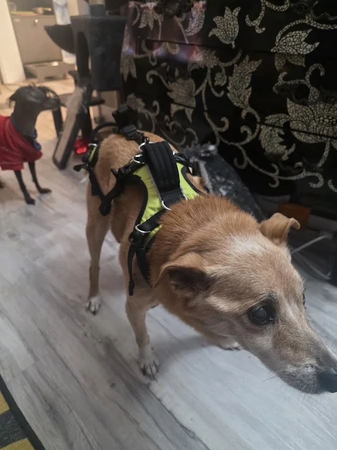 Walker Road Animal Hospital